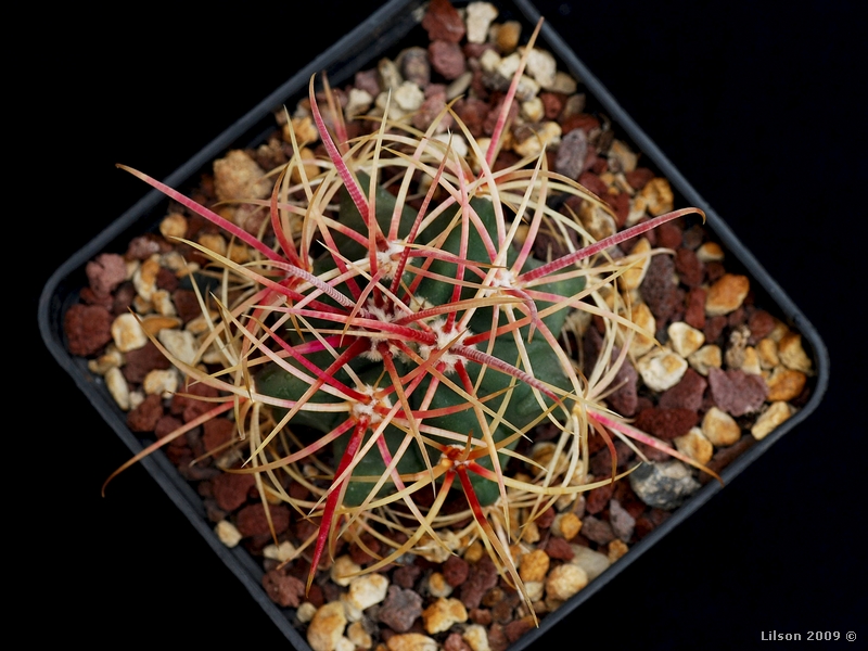 Ferocactus cylindraceus ssp. eastwoodiae 