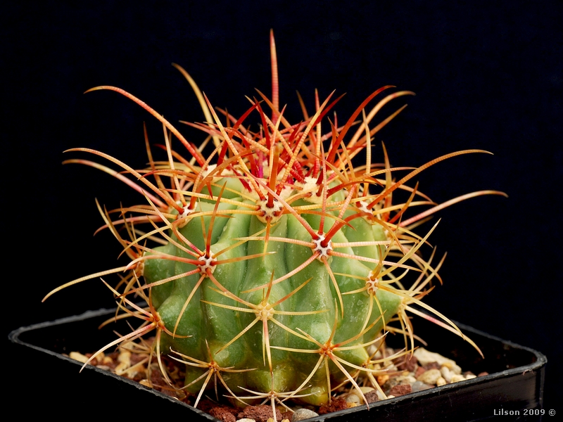 Ferocactus diguetii 