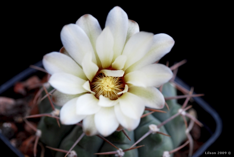 Gymnocalycium stellatum 