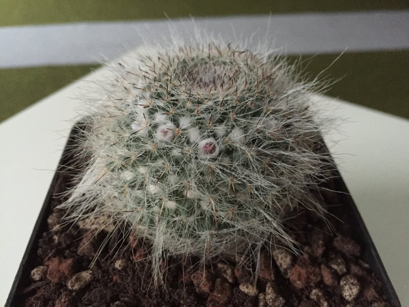 Mammillaria hahniana 