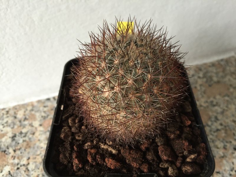 Pediocactus simpsonii 