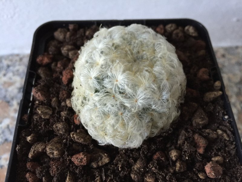 Mammillaria plumosa 