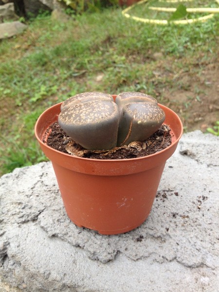 Lithops  1