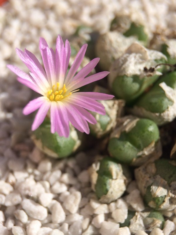 Conophytum ectypum 