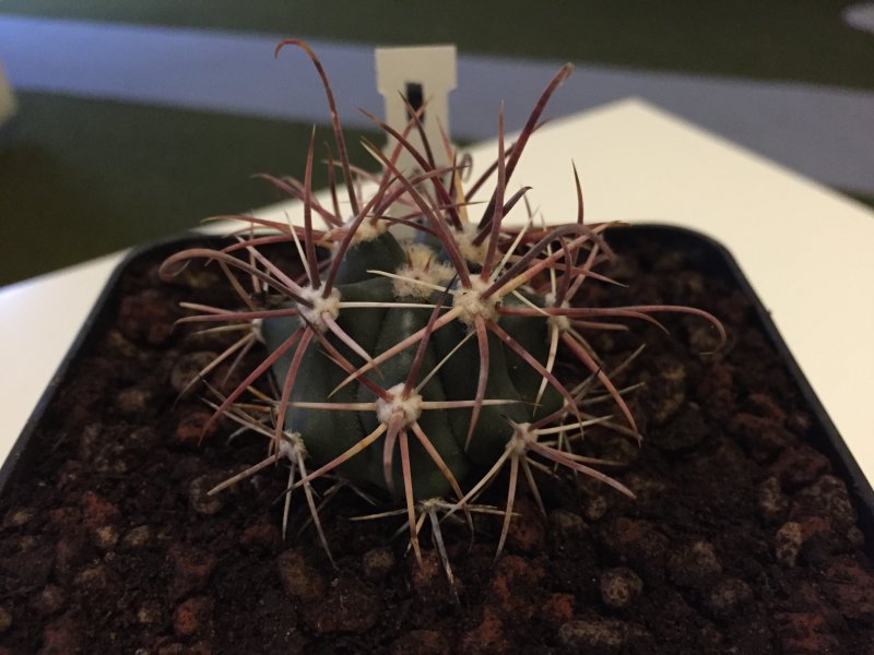 Ferocactus cylindraceus v. tortulospinus 