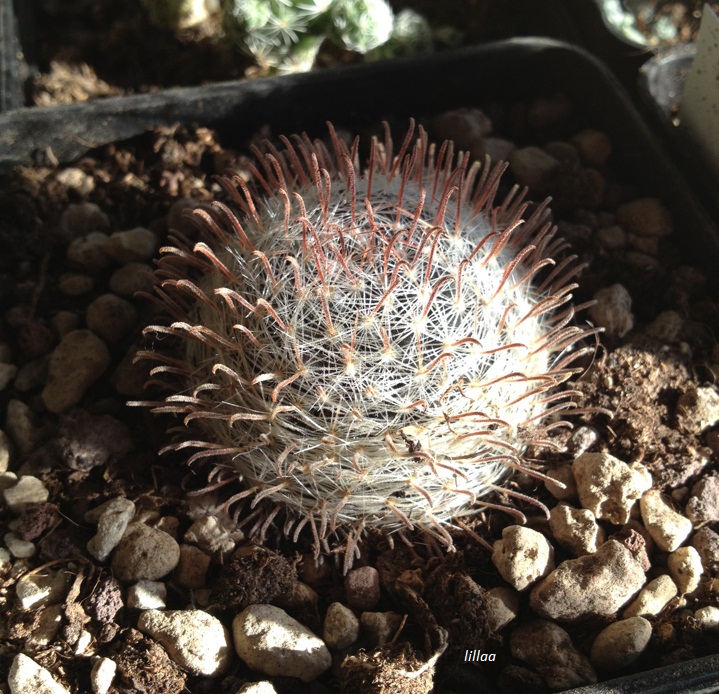 Mammillaria nana ssp. duwei 