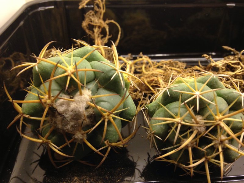 Coryphantha  