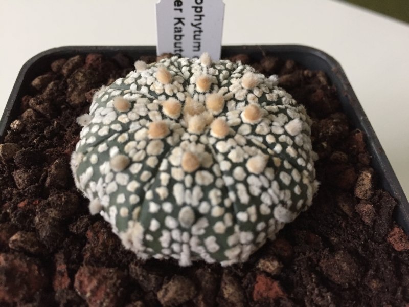 Astrophytum asterias cv. super kabuto 