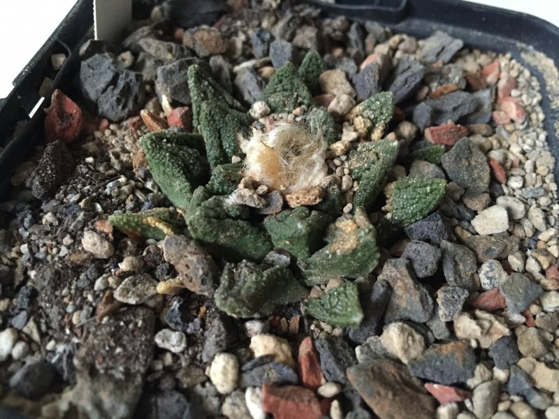 Ariocarpus fissuratus ssp. hintonii 