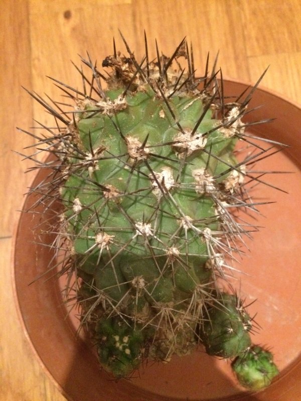 Copiapoa grandiflora 