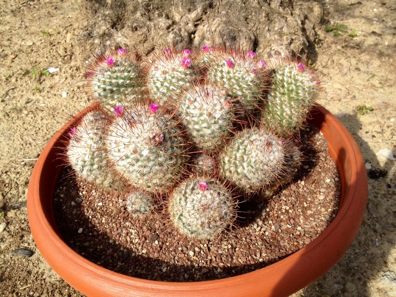 Mammillaria  1