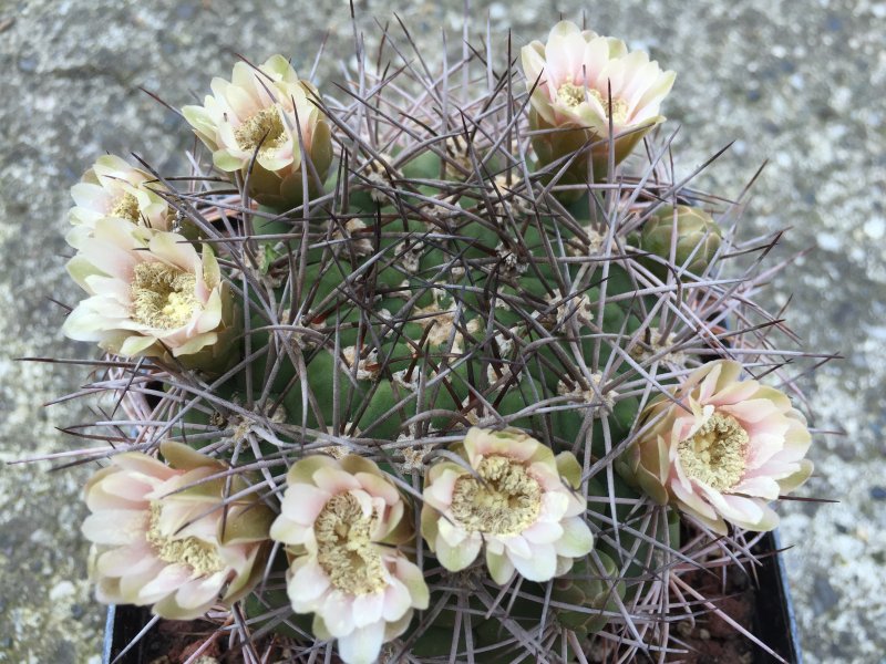 Gymnocalycium saglionis 