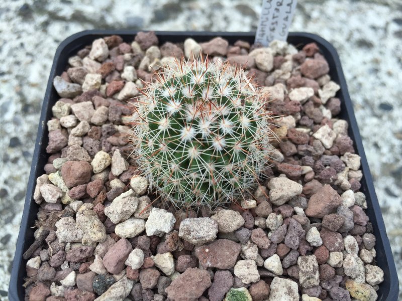 Mammillaria gasterantha 