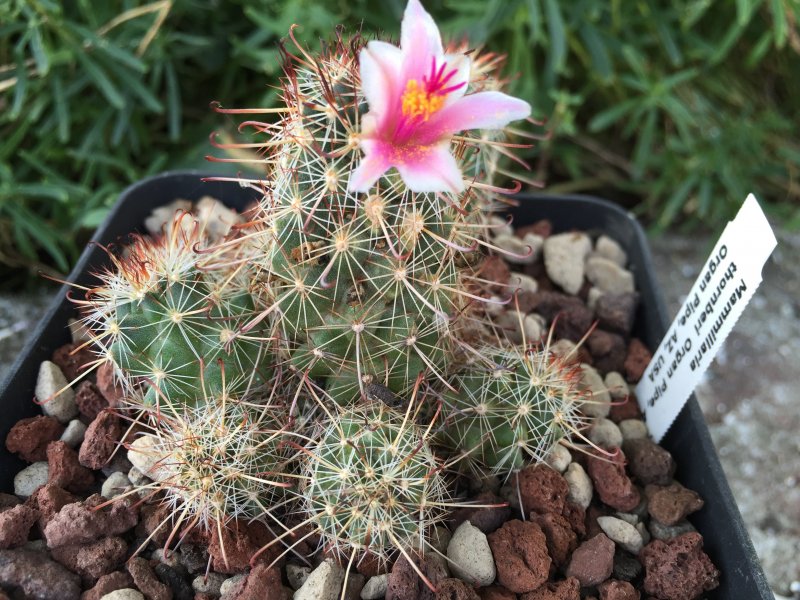 Mammillaria thornberi 