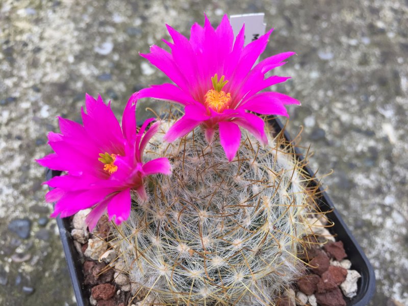 Mammillaria guelzowiana v. robustior 