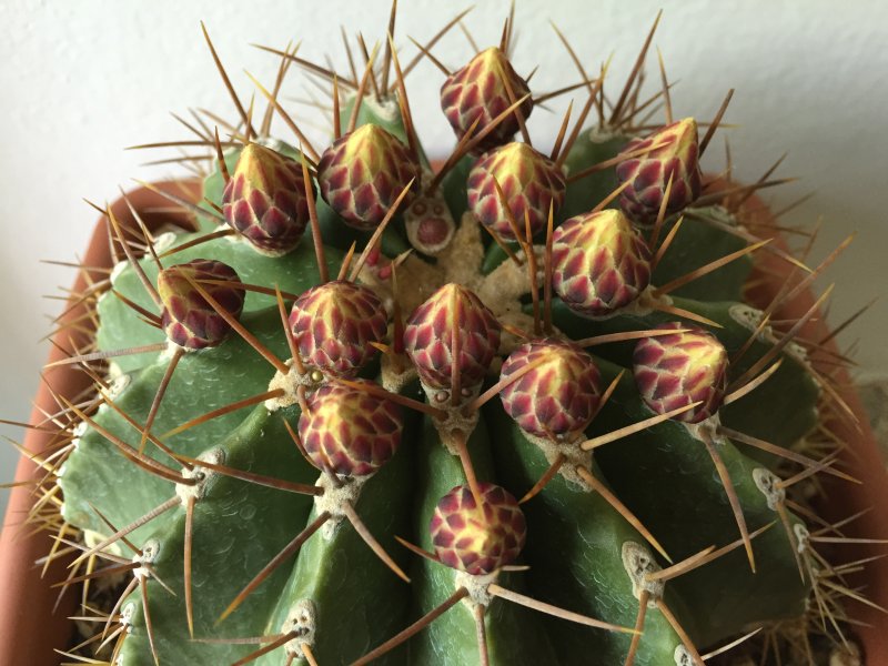 Ferocactus schwarzii 