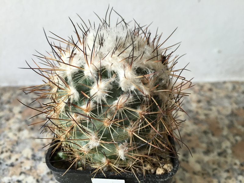 Gymnocactus viereckii 