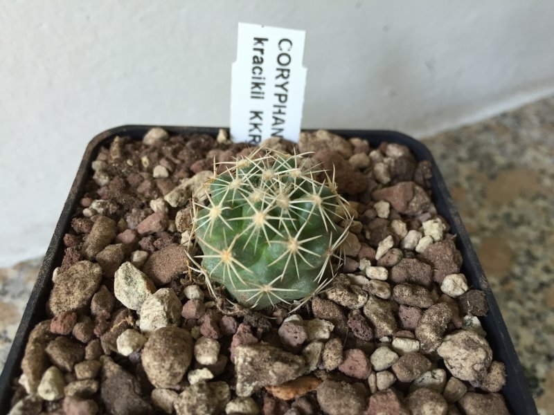 Coryphantha kracikii KKR339