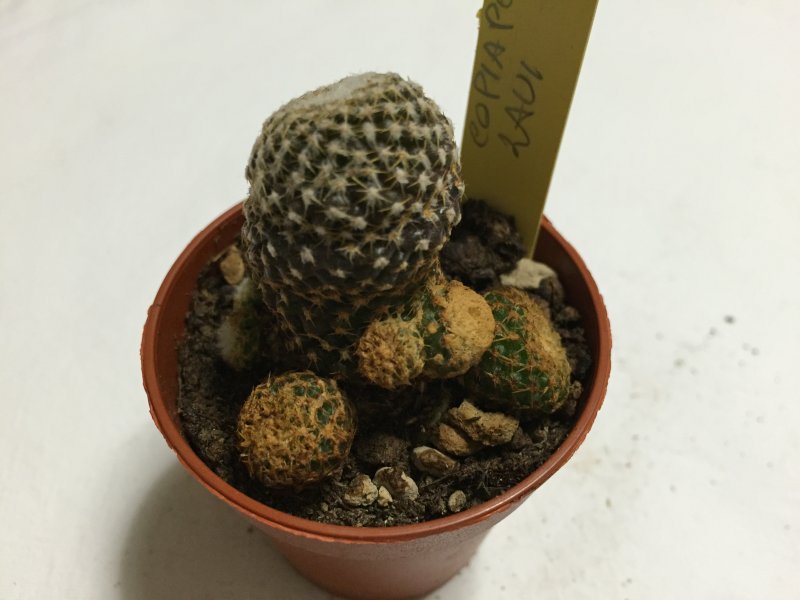 Copiapoa laui 