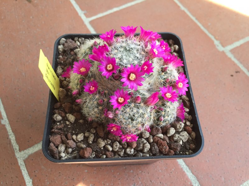 Mammillaria laui ssp. dasyacantha 