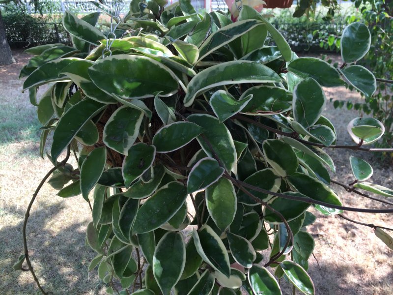 Hoya carnosa 