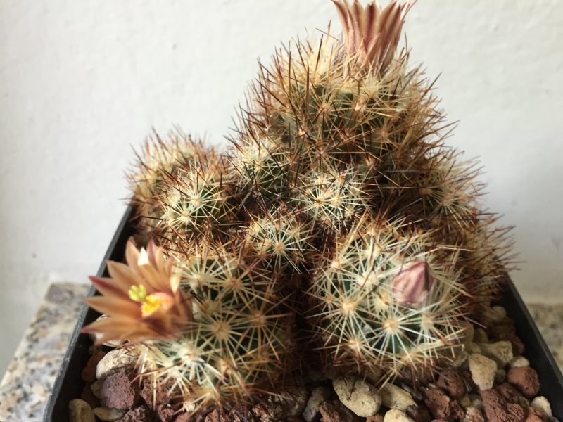 Escobaria bella 