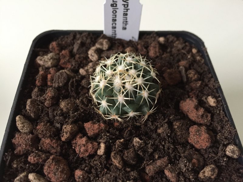 Coryphantha tripugionacantha 