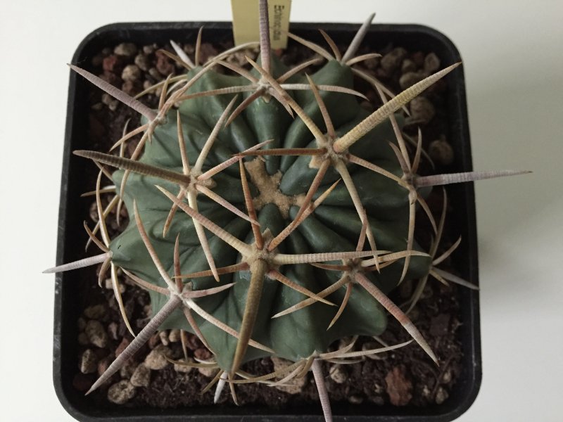 Echinocactus texensis 