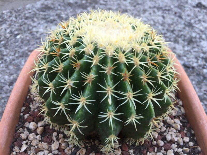 Echinocactus grusonii v. brevispinus 