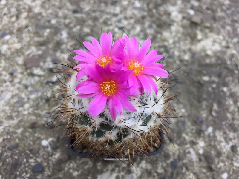 Gymnocactus viereckii 