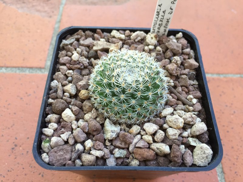 Mammillaria perbella 