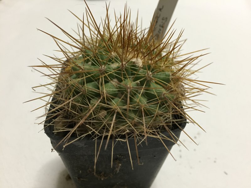 Mammillaria canelensis 