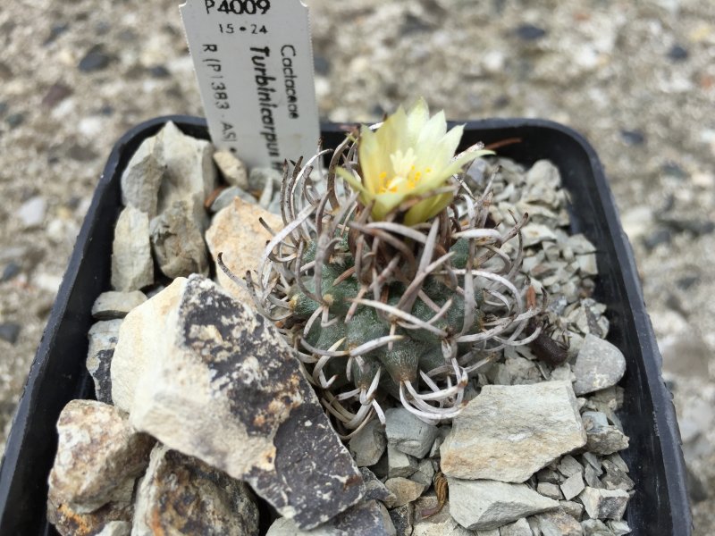 Turbinicarpus flaviflorus 