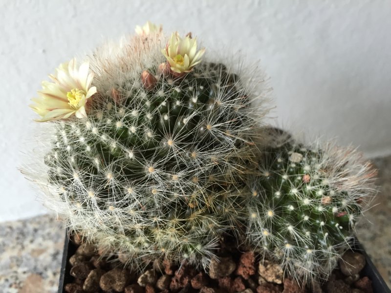 Mammillaria ? 