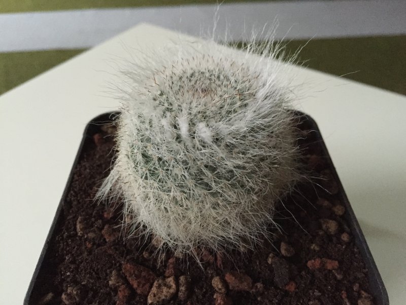 Mammillaria hahniana 