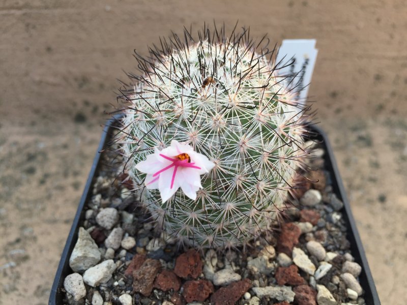 Mammillaria slevinii SB1251