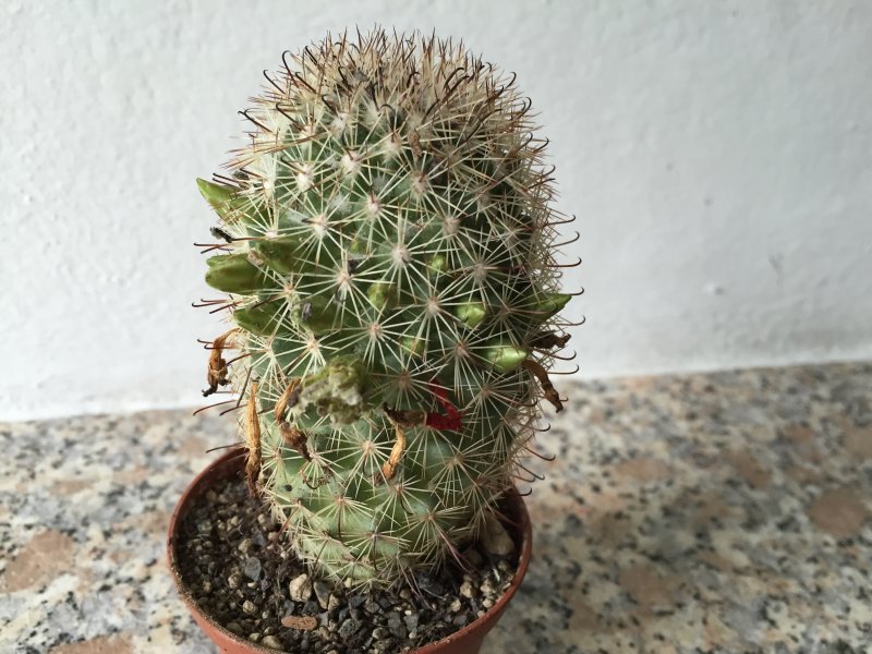 Mammillaria estebanensis 