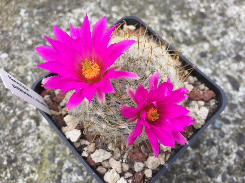 Mammillaria guelzowiana v. robustior 