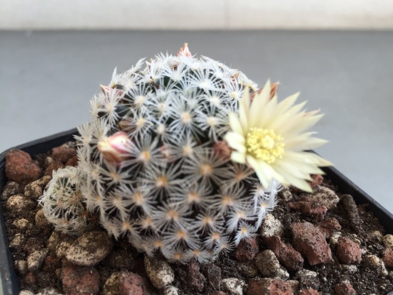 Mammillaria duwei 