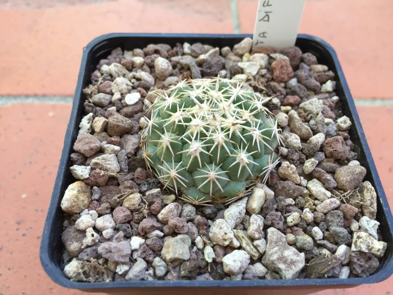 Coryphantha difficilis Z42