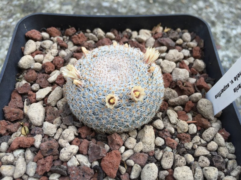 Mammillaria microthele v. superfina 