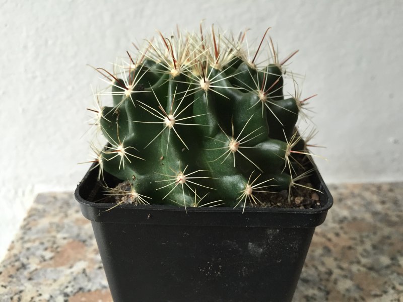 Hamatocactus setispinus v. hamatus SB1811