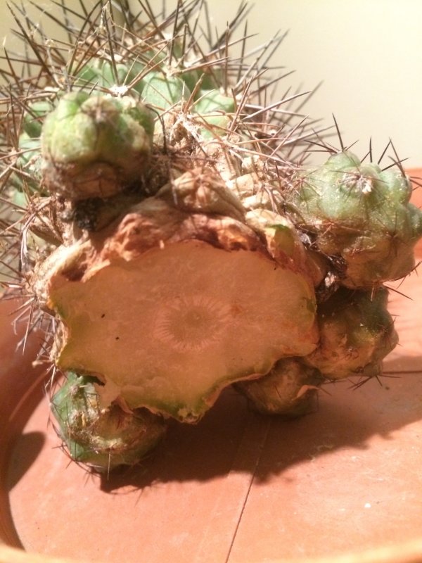 Copiapoa grandiflora 