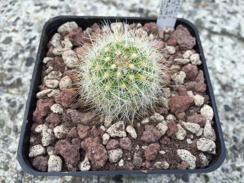 Mammillaria phitauiana SB1259