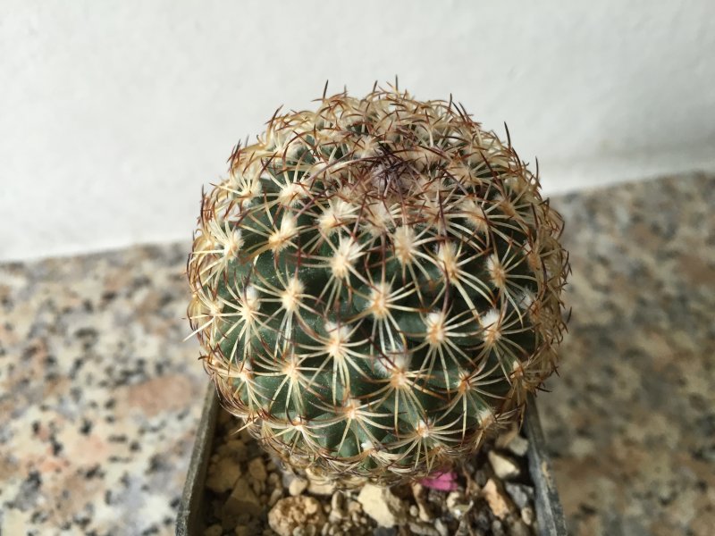 Gymnocactus ysabelae 