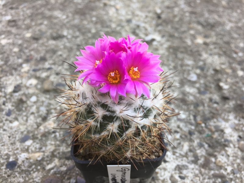 Gymnocactus viereckii 