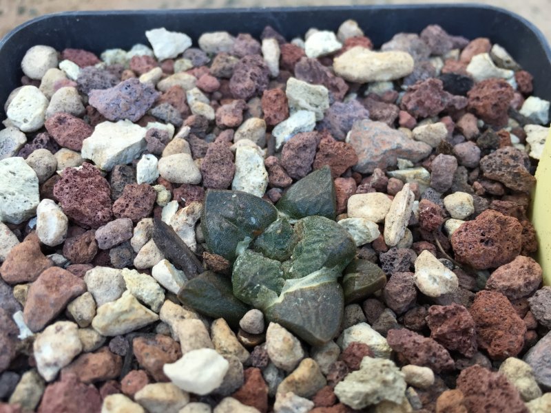 Ariocarpus fissuratus 