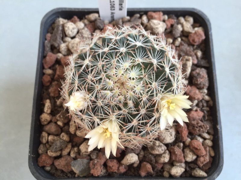 Mammillaria picta L1063