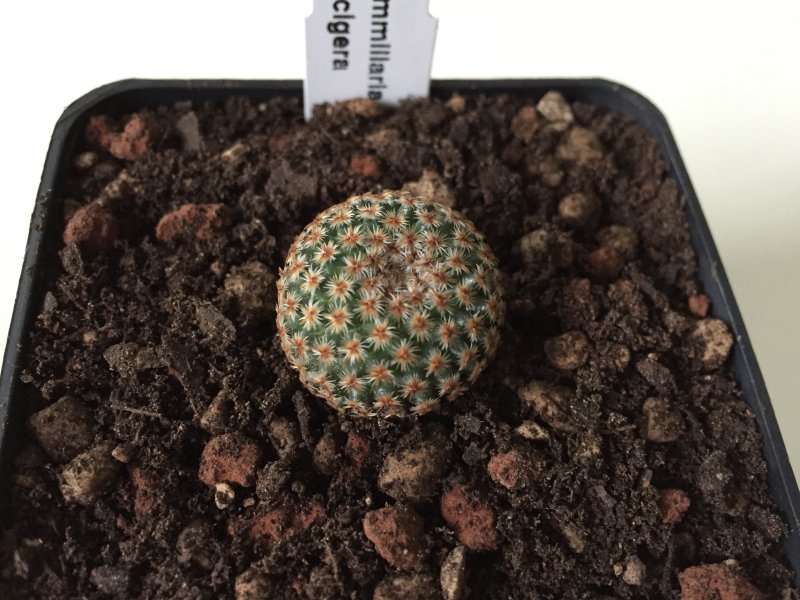 Mammillaria crucigera 