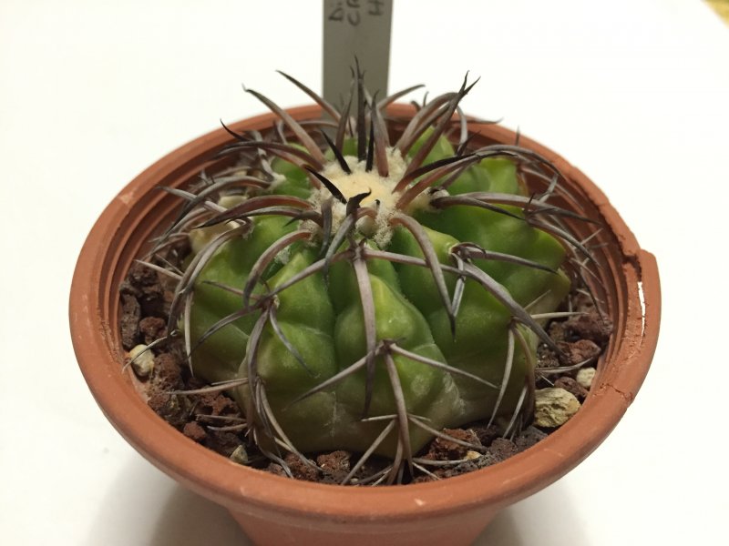 Discocactus crystallophilus HU659